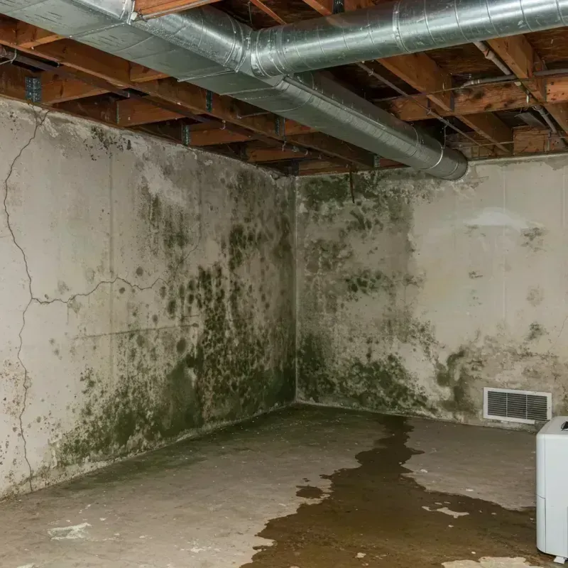 Professional Mold Removal in East Dundee, IL